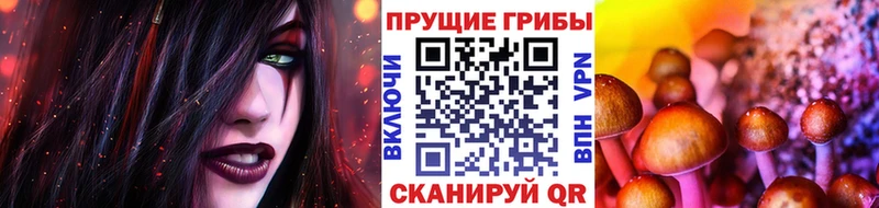 как найти закладки  Гагарин  Псилоцибиновые грибы MAGIC MUSHROOMS 